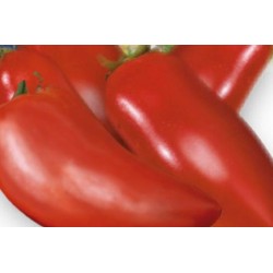 TOMATE 'Cornabel' FF GREF C1L