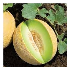 MELON 'Anasta' FF GREF C1L