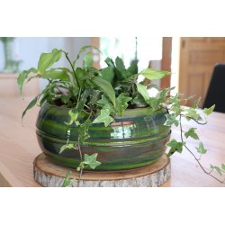 Coupe MELILO Ø24 FORET...