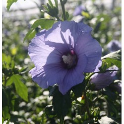 HIBISCUS syriacus...