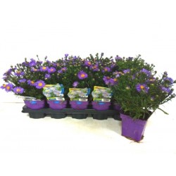ASTER novi-belgii 'Lady In...