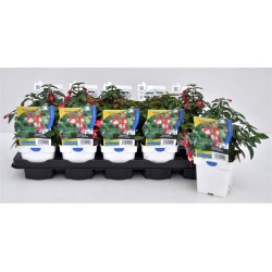 FUCHSIA 'Lady Thumb' FF C0.75L