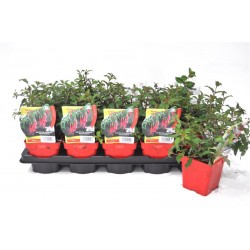 FUCHSIA 'Riccartonii' rouge...