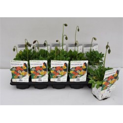 PAVOT d'Islande FF C0.75L