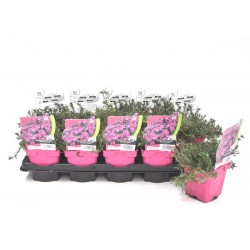 PHLOX subulata 'Bonita...