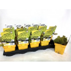 SEDUM rupestre 'Aureum' FF...