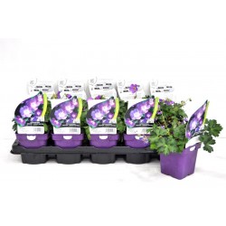GERANIUM Rozanne® FF C0.75L