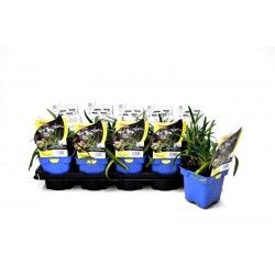 AGAPANTHUS Pitchoune®...
