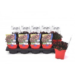 SAXIFRAGA arendsii Touran®...