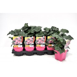 MALVA clementii 'Rosea' FF...
