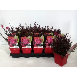 GAURA lindheimeri Gaudi...