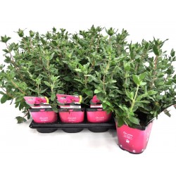 CISTUS pulverulentus FF C2L