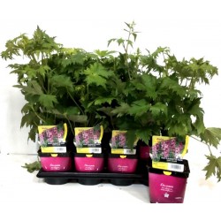 DELPHINIUM Magic Fountains®...