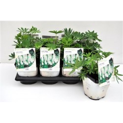 LUPINUS 'Gallery White'...