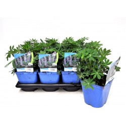 LUPINUS 'Gallery Blue' bleu...