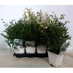 PENSTEMON 'Snow Storm' FF C2L