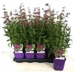 PENSTEMON 'Black Bird' FF C2L