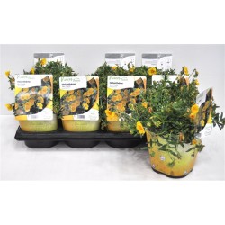 HELIANTHEMUM 'Ben Fhada' FF...