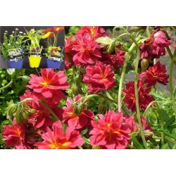 HELIANTHEMUM 'Cerise Queen'...