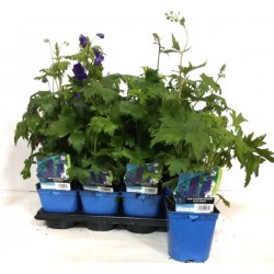 DELPHINIUM Magic Fountains®...
