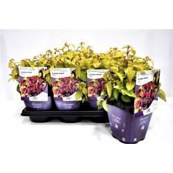 FUCHSIA 'Genii' FF C2L