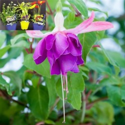 FUCHSIA Sun Cherry® FF C2L