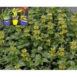 LAMIUM galeobdolon...