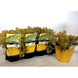 SEDUM rupestre 'Aureum' FF C2L