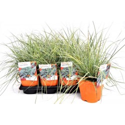 CAREX oshimensis 'Everest'...