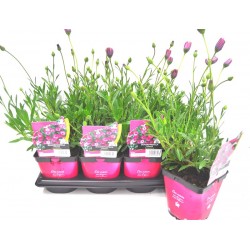 OSTEOSPERMUM vivace rose FF...