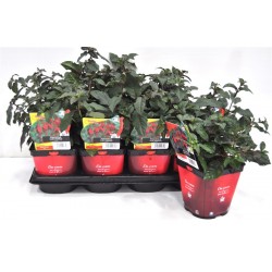 FUCHSIA Mrs Popple® FF C2L