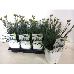 DIANTHUS Scent First®...