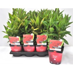 PHLOX paniculata Adessa®...