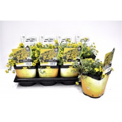ALYSSUM montanum FF C2L
