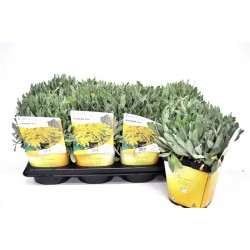 AURINIA saxatilis FF C2L