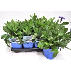 CENTAUREA montana FF C2L