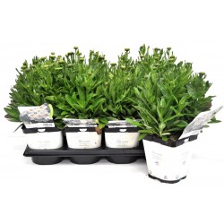 LEUCANTHEMUM superbum 'Snow...