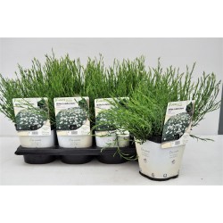 DIANTHUS deltoides 'Albus'...