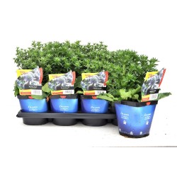 ERYNGIUM planum FF C2L