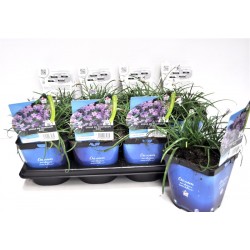 IPHEION uniflorum 'Whisley...