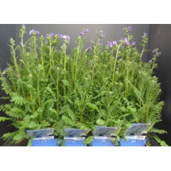 POLEMONIUM reptans FF C2L