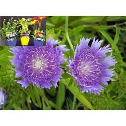 STOKESIA laevis 'Blue Star'...