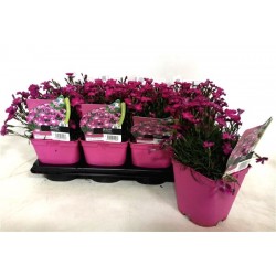 OEILLET Beauties® 'Kahori'...