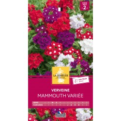 Graines Verveine Mammouth...