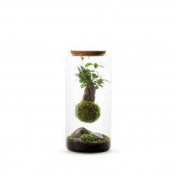 TERRARIUM autonome Mia L...