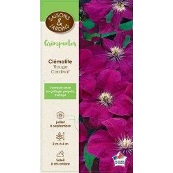 CLEMATIS 'Rouge Cardinal'...