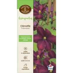 CLEMATIS 'Voluceau' PALIS...