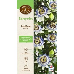 PASSIFLORA caerulea...