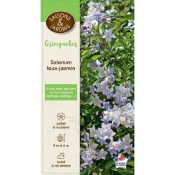 SOLANUM jasminoides PALIS...