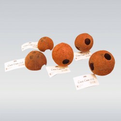 JBL Cocos Cava Coco entière...